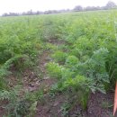 하누농장 이미지