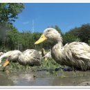 인술농장 이미지