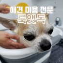 룩앳독 이미지