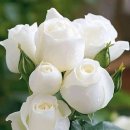 대인시장 이미지