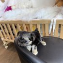 천안 강아지분양 고양이분양 파라다이스펫본점 이미지