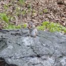 다람쥐민박 이미지