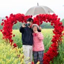 축제의 물결 이미지