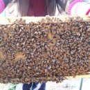 도사리 여주 꿀 농장 이미지