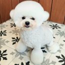 멍구르르 이미지