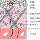 미토바이오 이미지