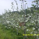 참이슬 농원 이미지