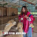 한땀목장 | 제주도 서쪽 가족 여행 코스 추천 애월 도치돌 알파카 목장 체험
