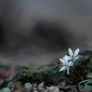 당신이꽃 이미지