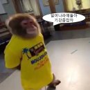 메디나할랄푸드 | 숨겨진 싱카포르로컬맛집 부터 한국인 픽 싱가포르맛집 까지 A to Z 후기 (식사편)