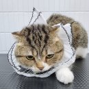 잔다냥 천안점 네이버블로그