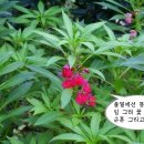 봉숭아