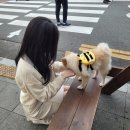 [진해 군항제] 후기 인생샷 포토스팟 벚꽃룩 (+교통 주차팁)