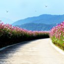 코스모스길 이미지