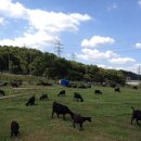 현호농장 | 8월 9일 세번째 족구번개 후기