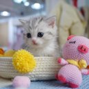 강남고양이분양캣프렌즈