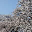 조천변 벚꽃길 이미지