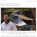 인도 경찰, 中 스파이 의심 비둘기 8개월 구금 후 풀어줘 이미지