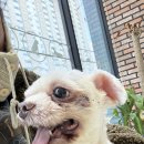 하누동물병원 | 울산남구동물병원 친절한 숲동물병원 울산노견결석수술