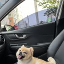 까비네펫살롱 이미지