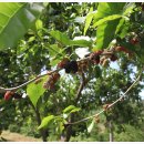 잠실농장 이미지