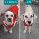모모아이 이미지