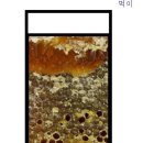 꿀벌유통 이미지