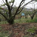 배꽃농장 이미지