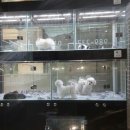 김포애견클럽 이미지