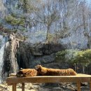 에버마켓 | 용인 에버랜드 로스트밸리 워킹사파리 매운맛스쿨 리얼 후기