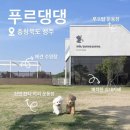 청주혜화학교 | [푸르댕댕] 없는게 없고 운동장 넓은 청주 애견카페 청주푸르댕댕 개린이날