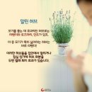 ★천연 벌레 퇴치제5★ 이미지