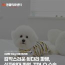 진보동물병원 | 강아지 십자인대 단열, 산책 후 갑작스러운 뒷다리 파행, TPLO 수술, N동물의료센터 노원점