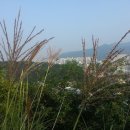 입추(부산가야동동의대학교기숙사옆수정산기슭에서아침에) 이미지