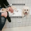 독타곤 이미지