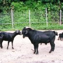 까망흑염소농장 이미지