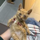 고양이 카페에서 구조묘 입양 후기 | 치즈냥이 코숏 로이와 반려동물 가족 적응기