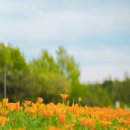 일자산자연공원(허브천문공원) 이미지