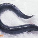 차가네 풍천 장어 Daum카페