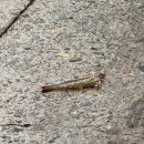 장백회센터