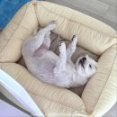 마이티그루밍 이미지