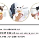 한국반려묘협회