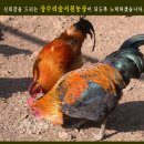상수리숲농장 네이버블로그