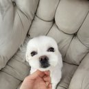 꽃단장하시개 이미지
