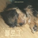 일상 포토덤프 | 새끼강아지의 일상, 문산제일염소불고기, 진주 코지하우스, 진주 혁신 착한김밥