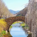 창녕-영산-영산센터-01 | 4월 | 창녕영산만년교 반영명소 수양벚꽃 개화상황 (영산호국공원 꽃구경)