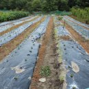 비룡농장 이미지