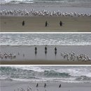 신다