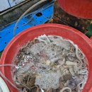 중마시장 | [중마시장 삼천포 해산물] 변덕스러운 봄날, 중마시장에서 즐긴 낙지 샤브샤브 먹방!