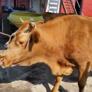 가을목장 이미지